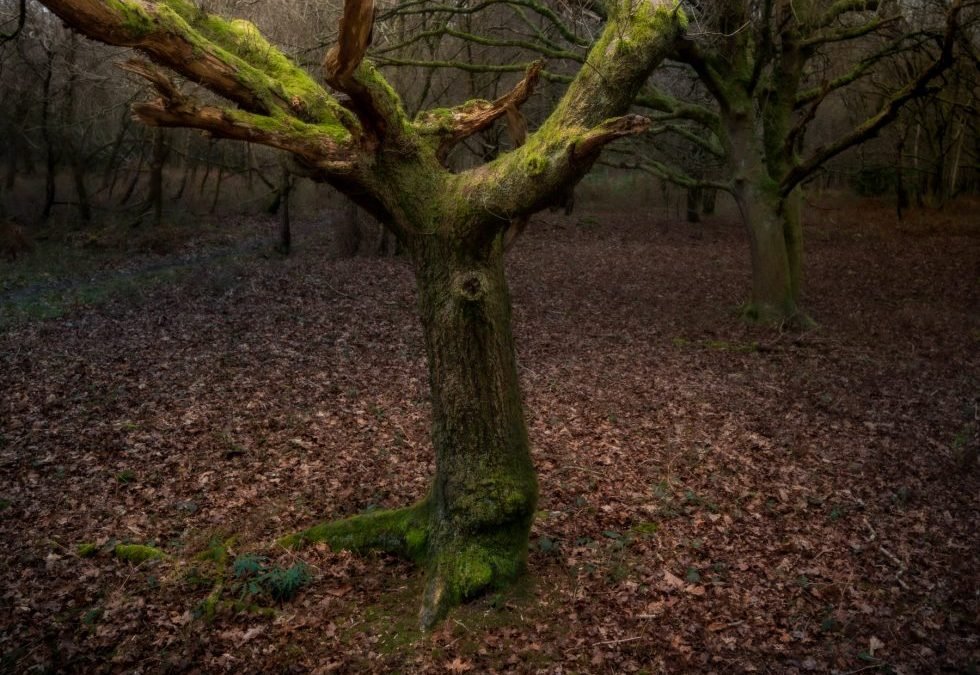 New Gallery Added the Enchanted Forest