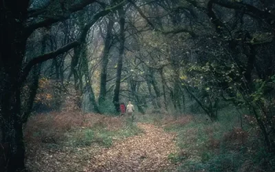 Serendipitous Encounters: Dartmoor’s Mystical Tapestry