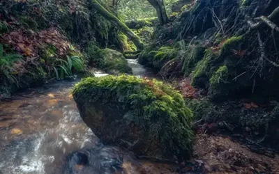 Capturing Change: Andrews Wood in Two Lenses