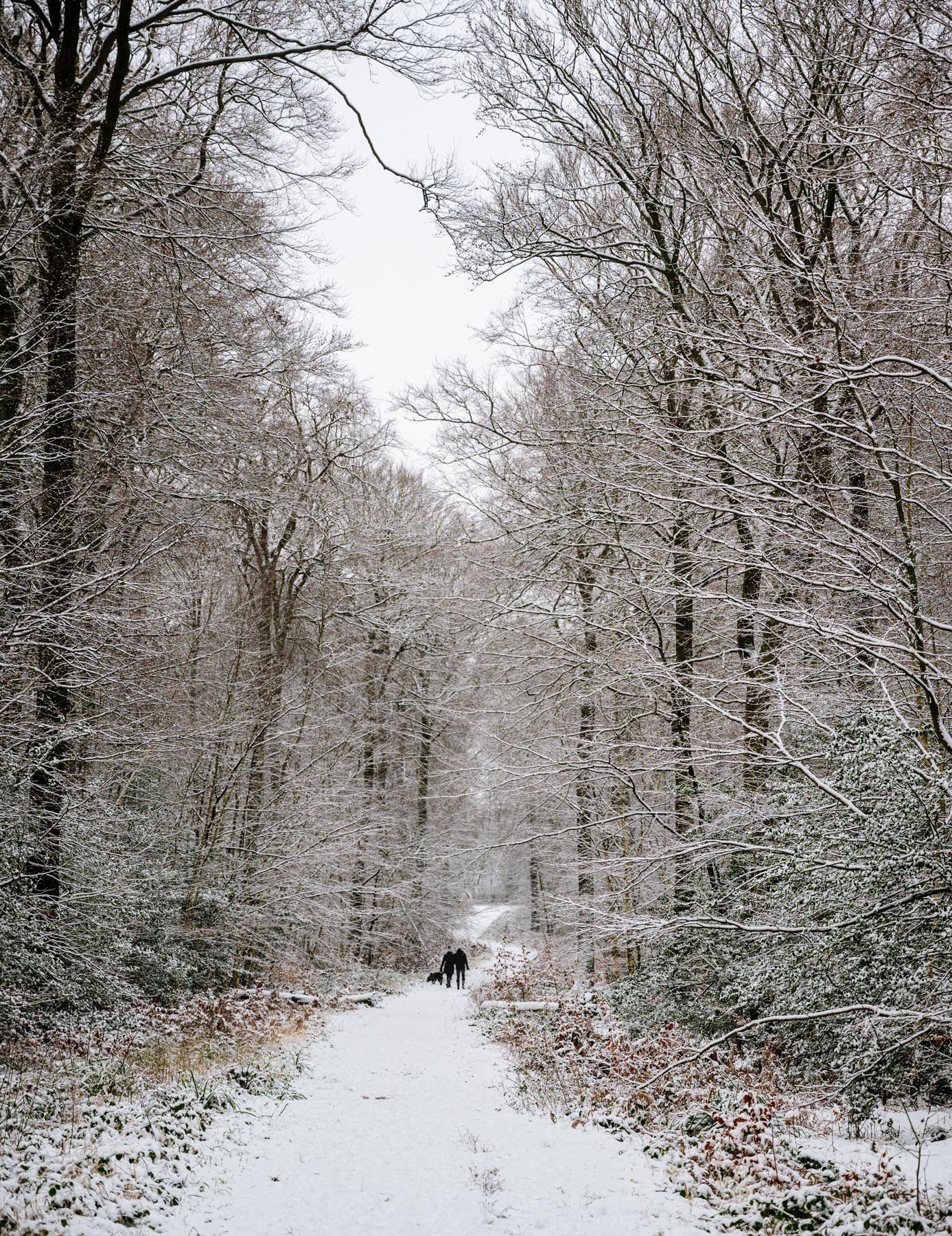 An usually late snowfall for England 2 walkers brave the cold with their dog