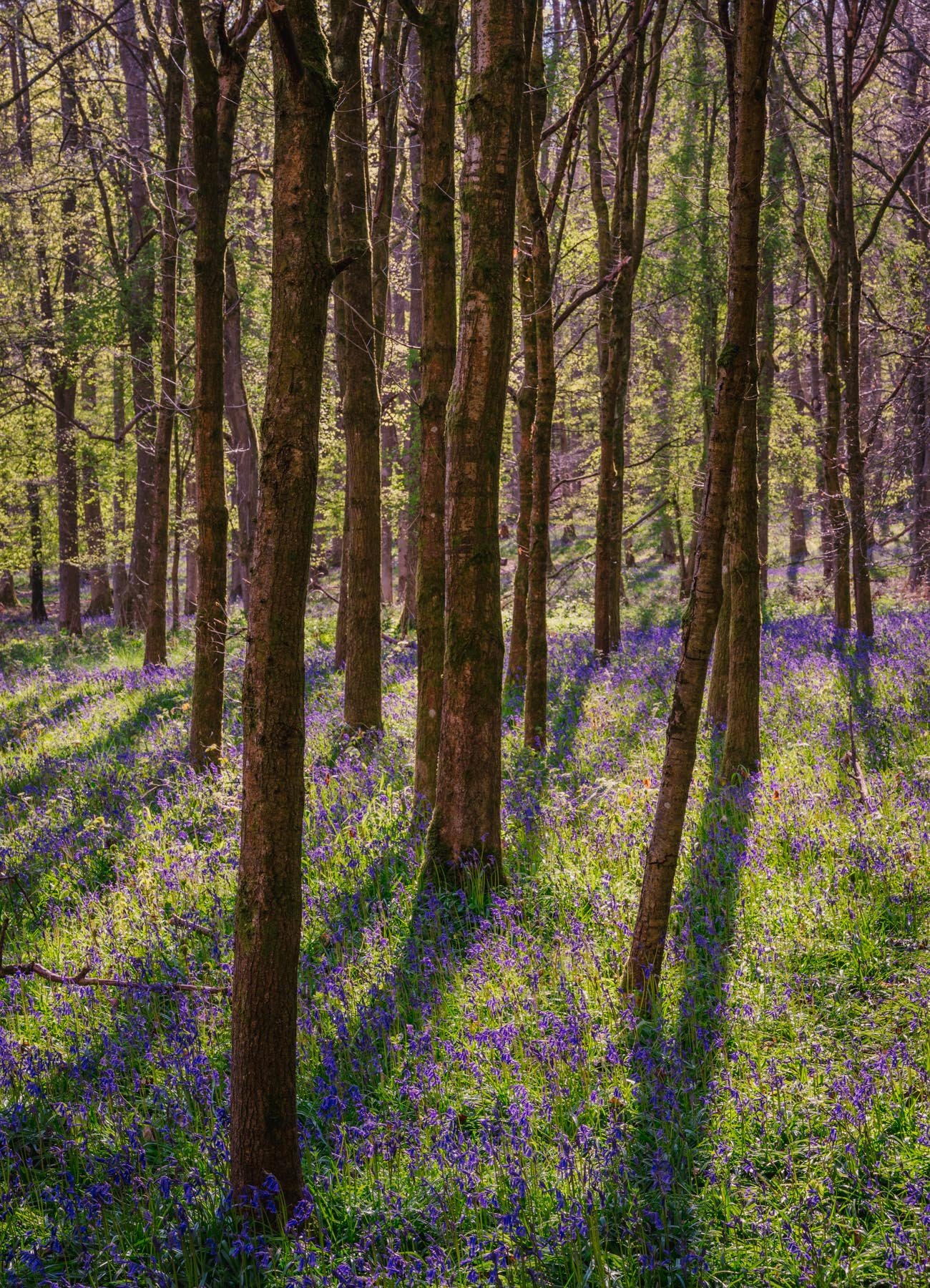 Bluebells in british Woodland