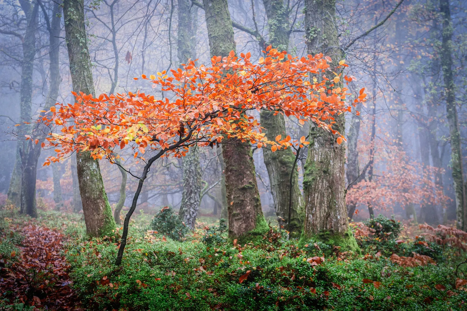 photograph of tree in exmoor national park in front of misty woodland