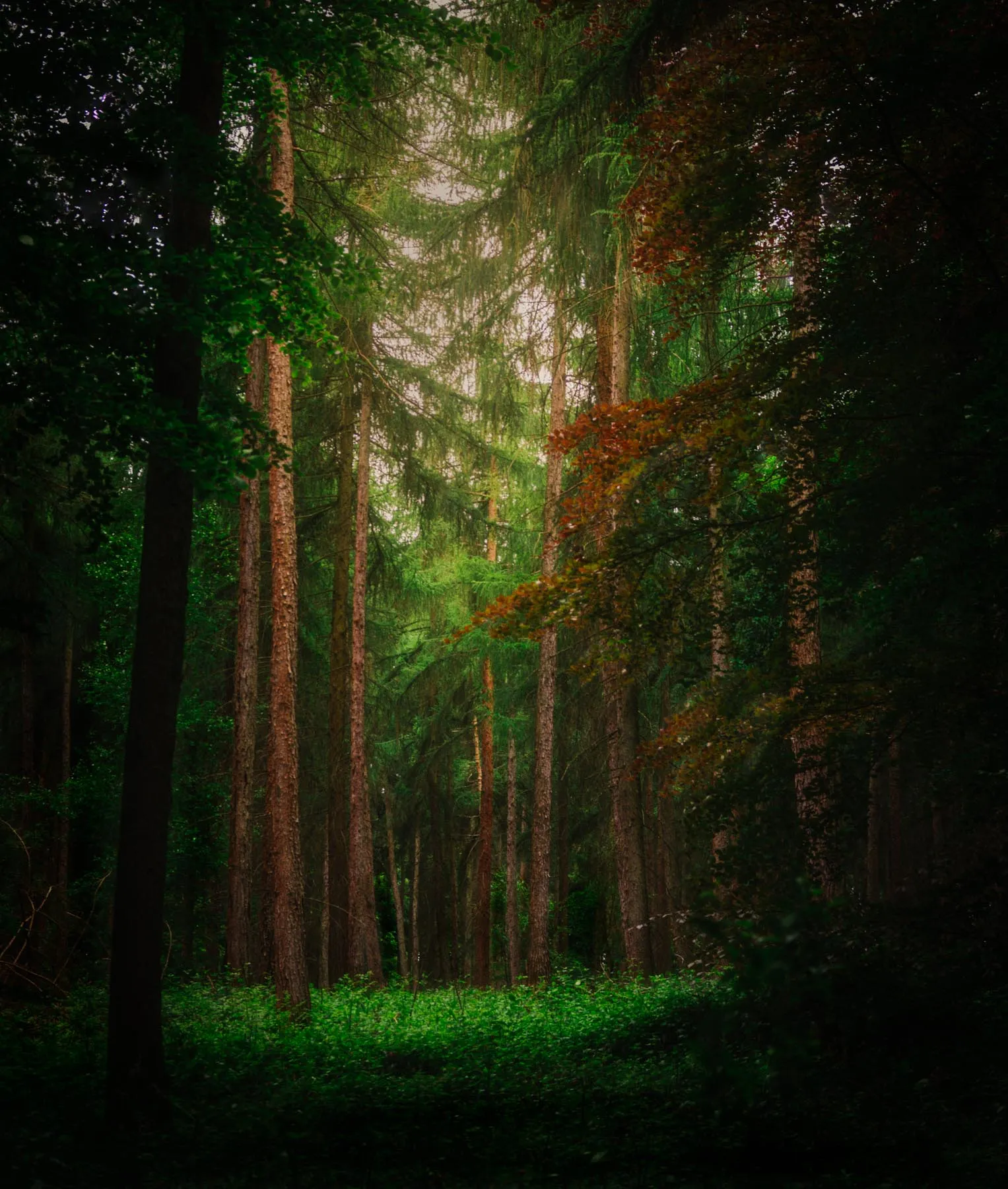 A hidden secret woodland scene