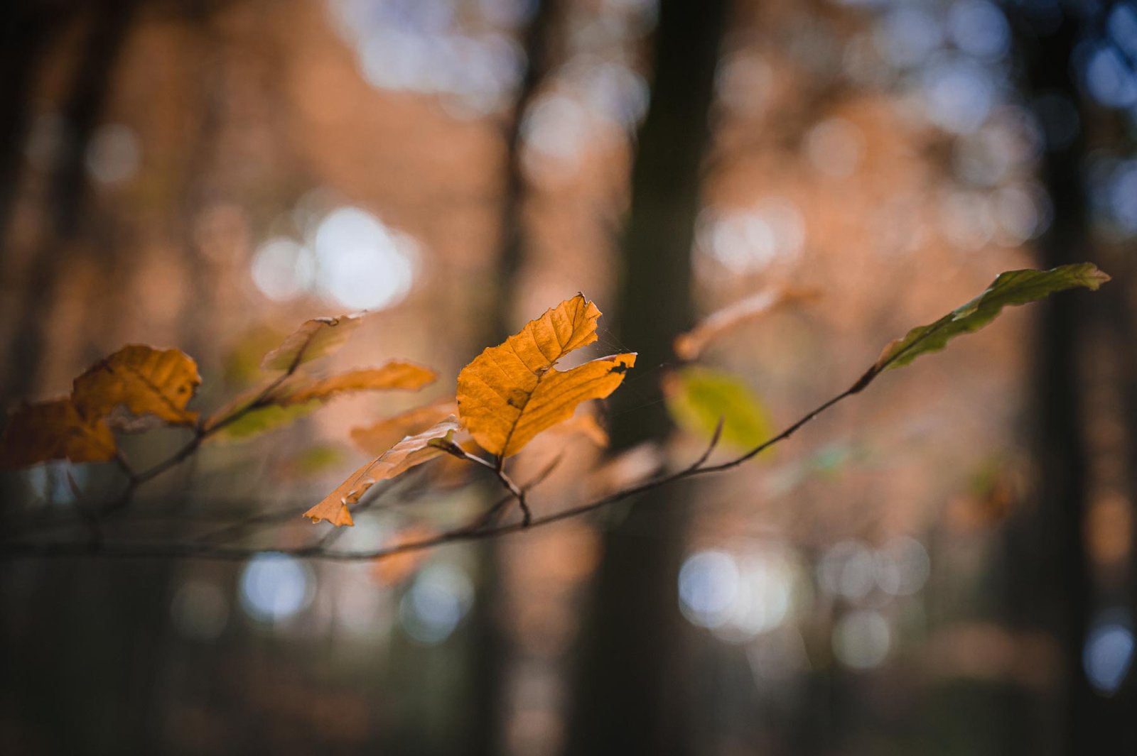 An autumn photograph of a lonely beech leaf