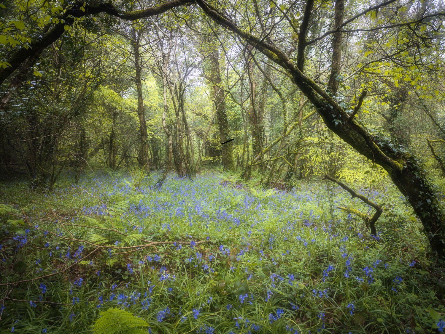 Andrews Wood Misty Photo-3 A clearing where the bluebells are beginning to bloom