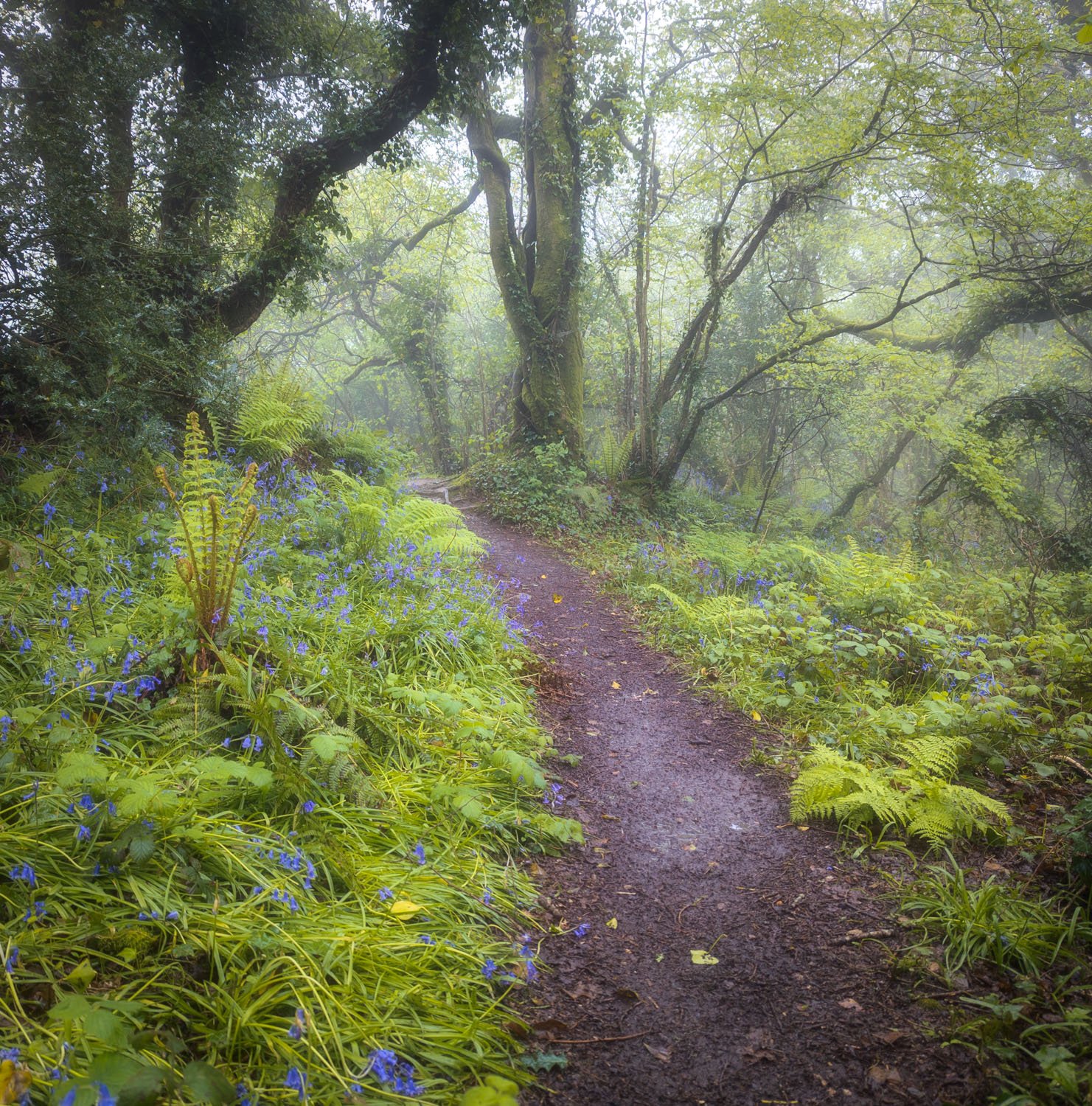 Andrews Wood Misty Photo-4 A Path into the Mist