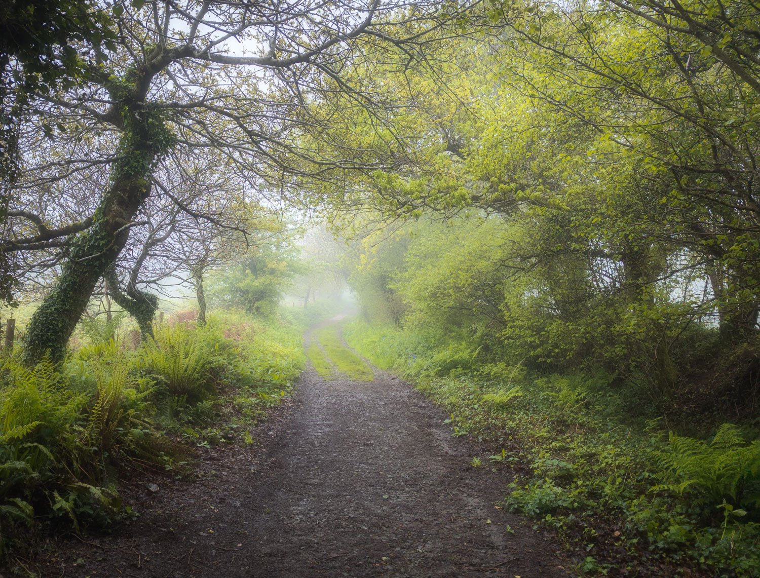Andrews Wood Misty Photo The pathway back to the car park, looks good in the mist