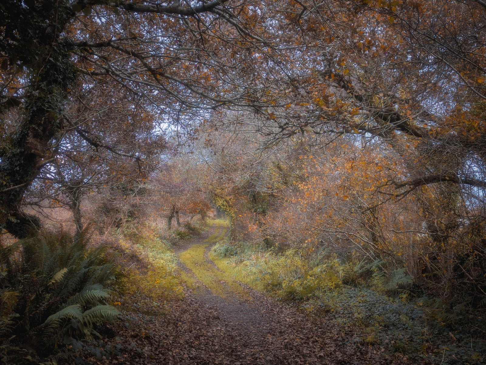 Andrews Wood Nature Reserve