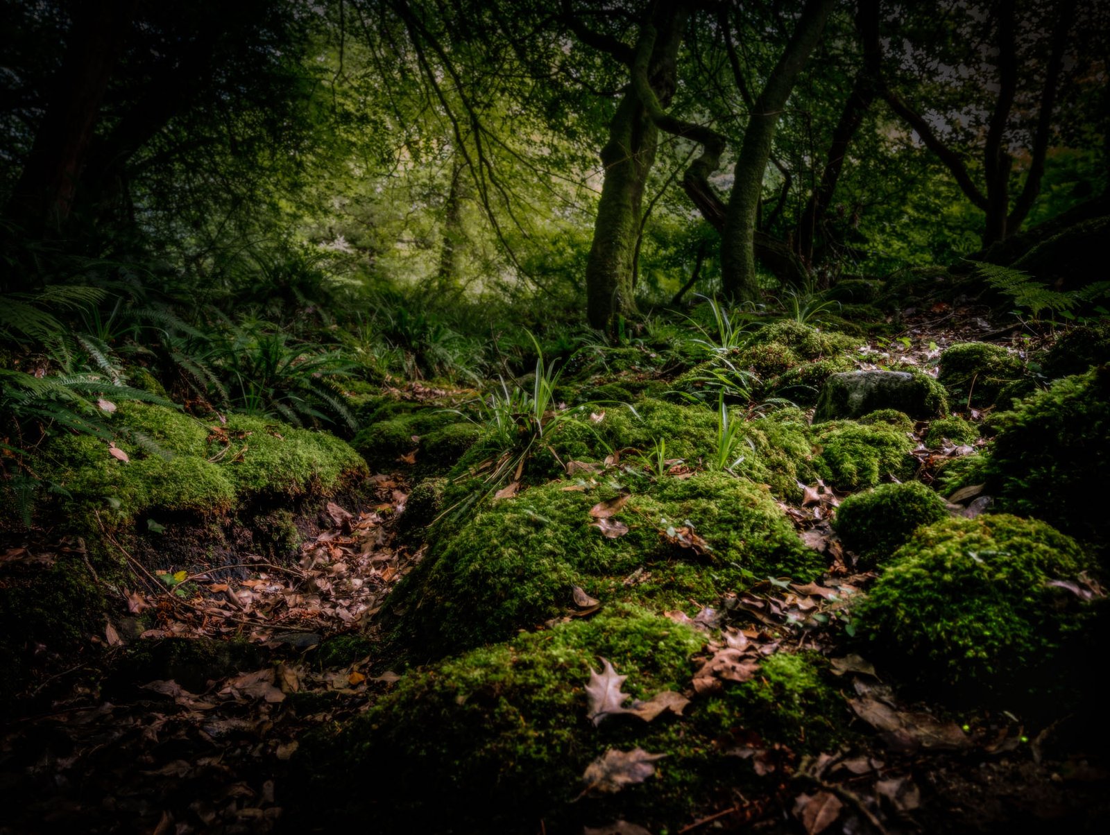 Hidden Woodland Photo enchanted Dartmoor