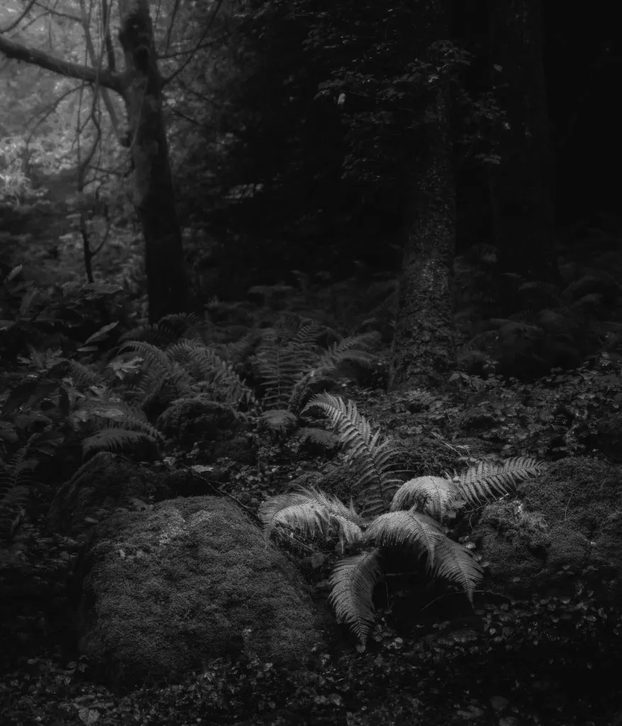 This looks like it could be the Forrest Moon of Endor, but in fact, it is a lot closer to home in the Lake District
