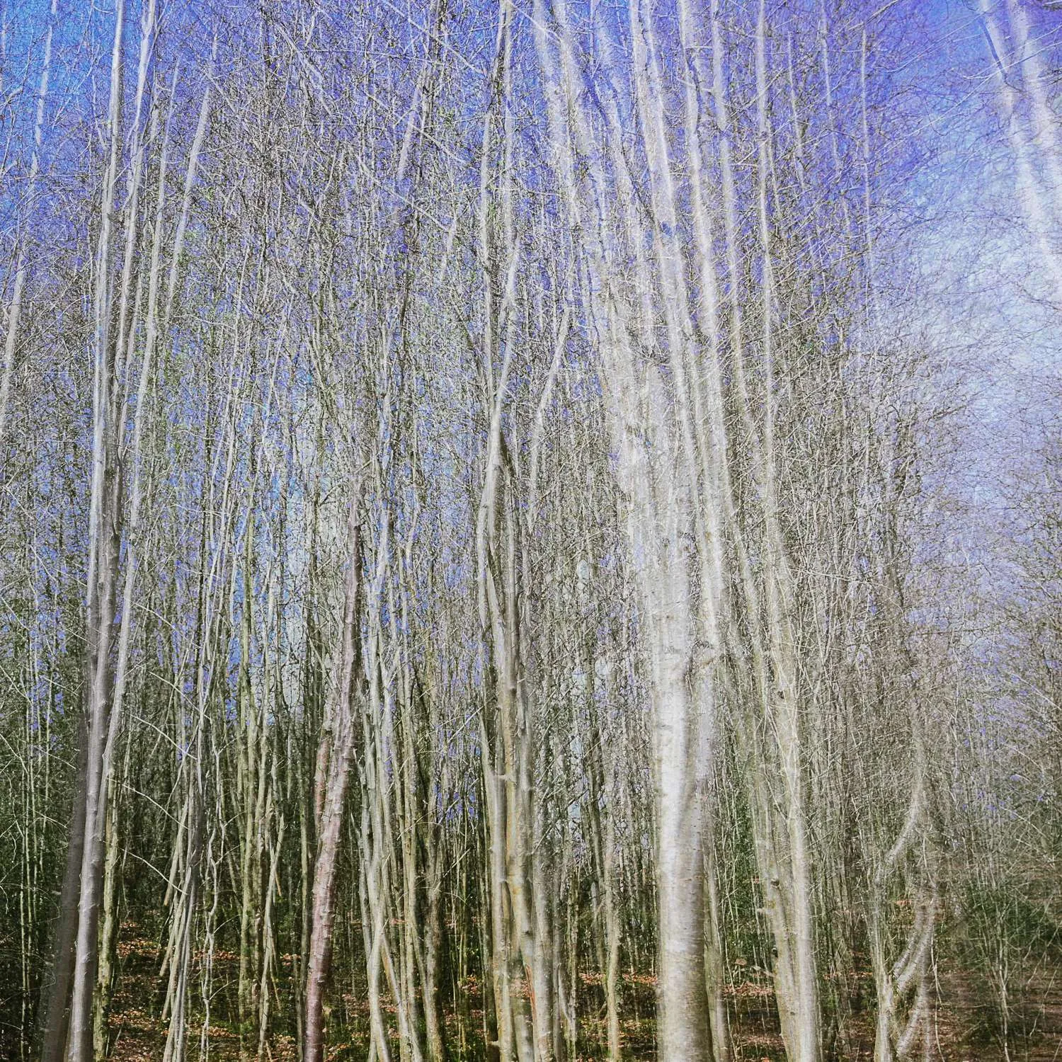 Multiple exposure photograph of silver birch trees
