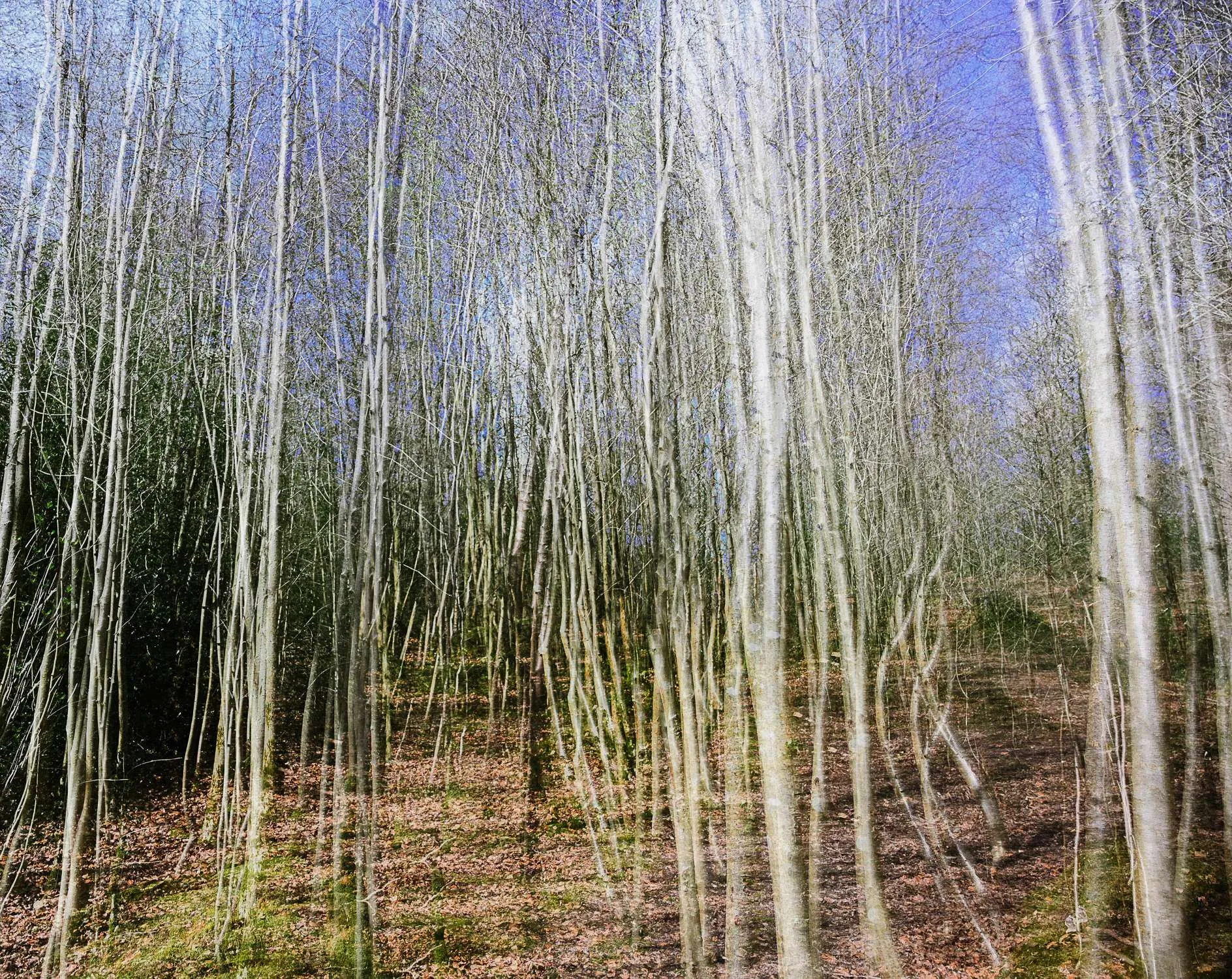 Multiple exposure photograph of silver birch trees