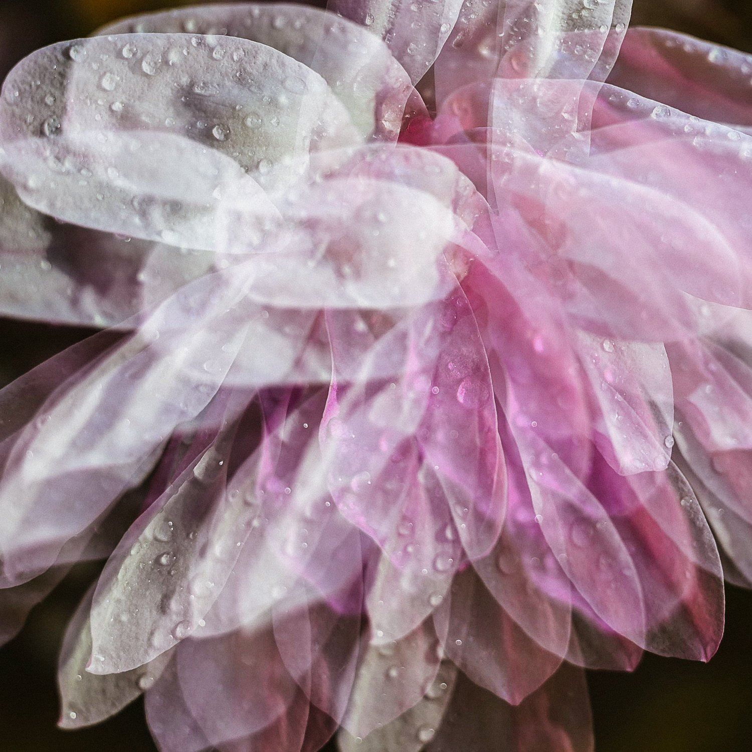 multi exposure flower head