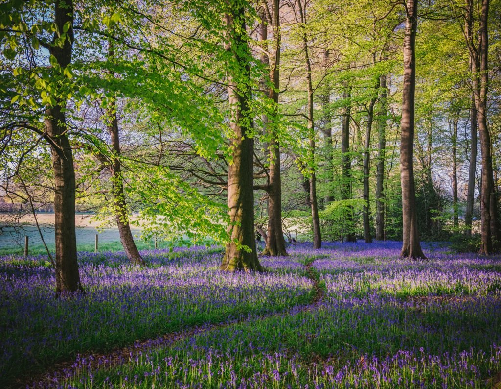 A path through bluebells Oxfordshire