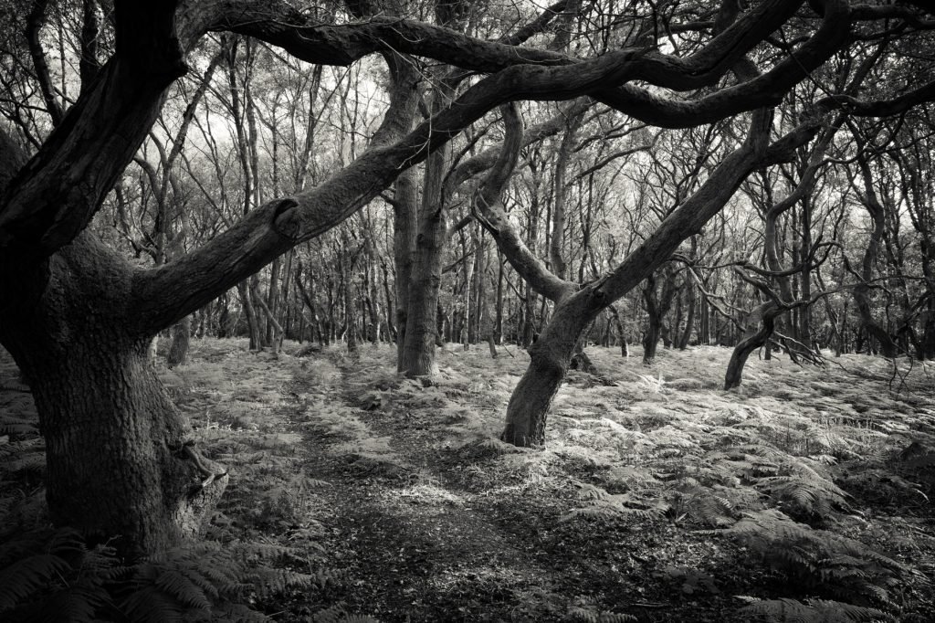 Black white photograph of ancient woodland Oxfordshire
