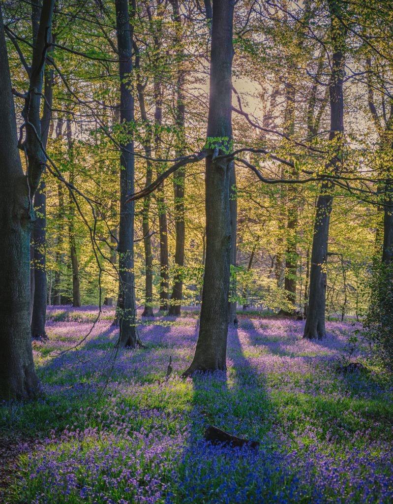 Bluebells in Spring sunshine Oxfordshire