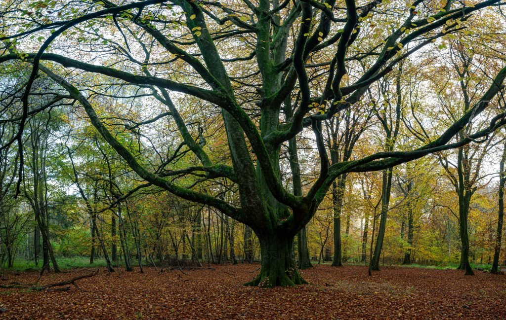 A load tree in woodland