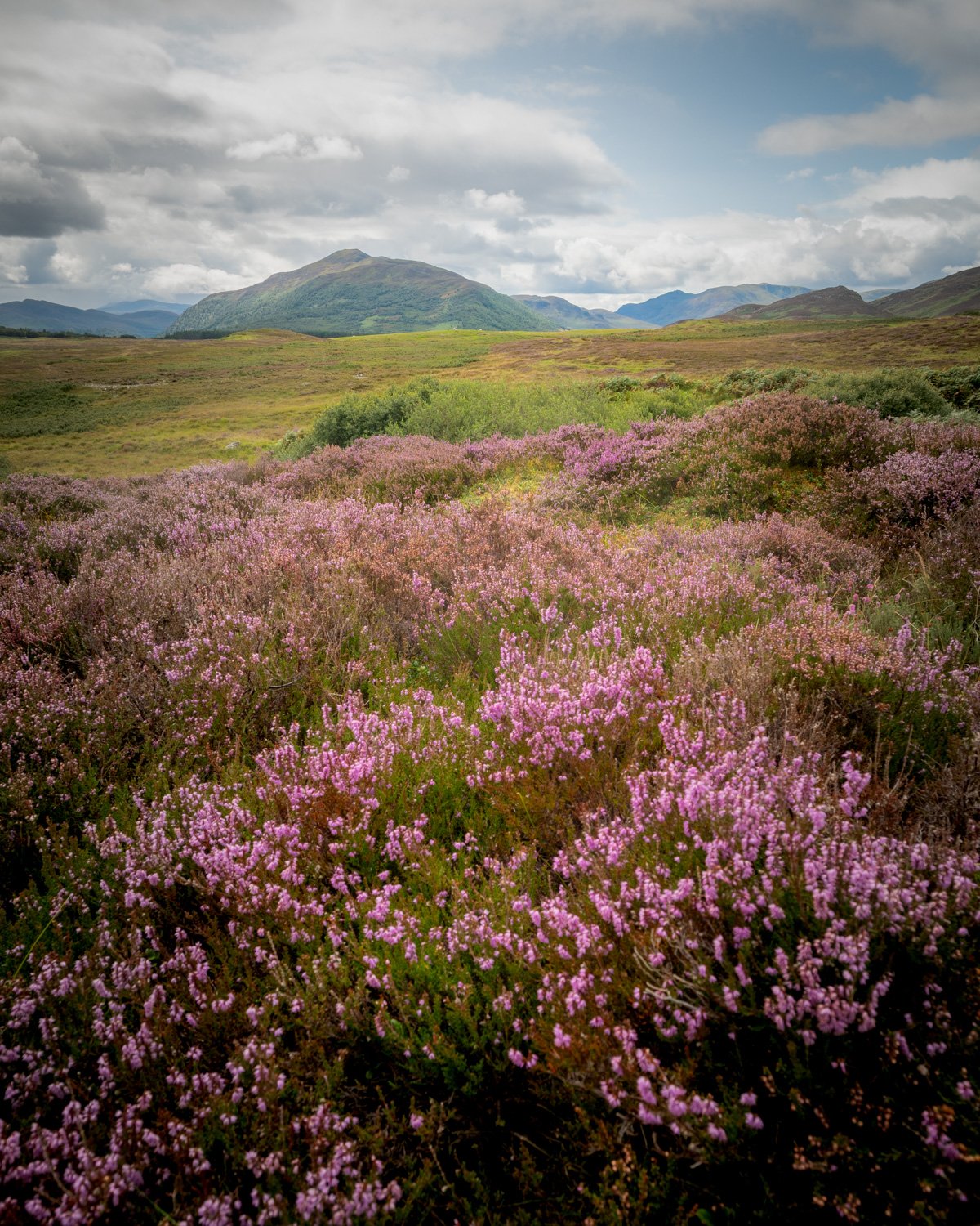 Scotland Trip A breathtaking view of heather in full bloom, set against the majestic backdrop of the Cairngorms