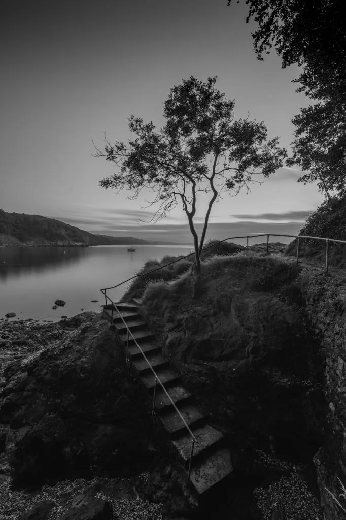 The lone tree, South Devon 2021