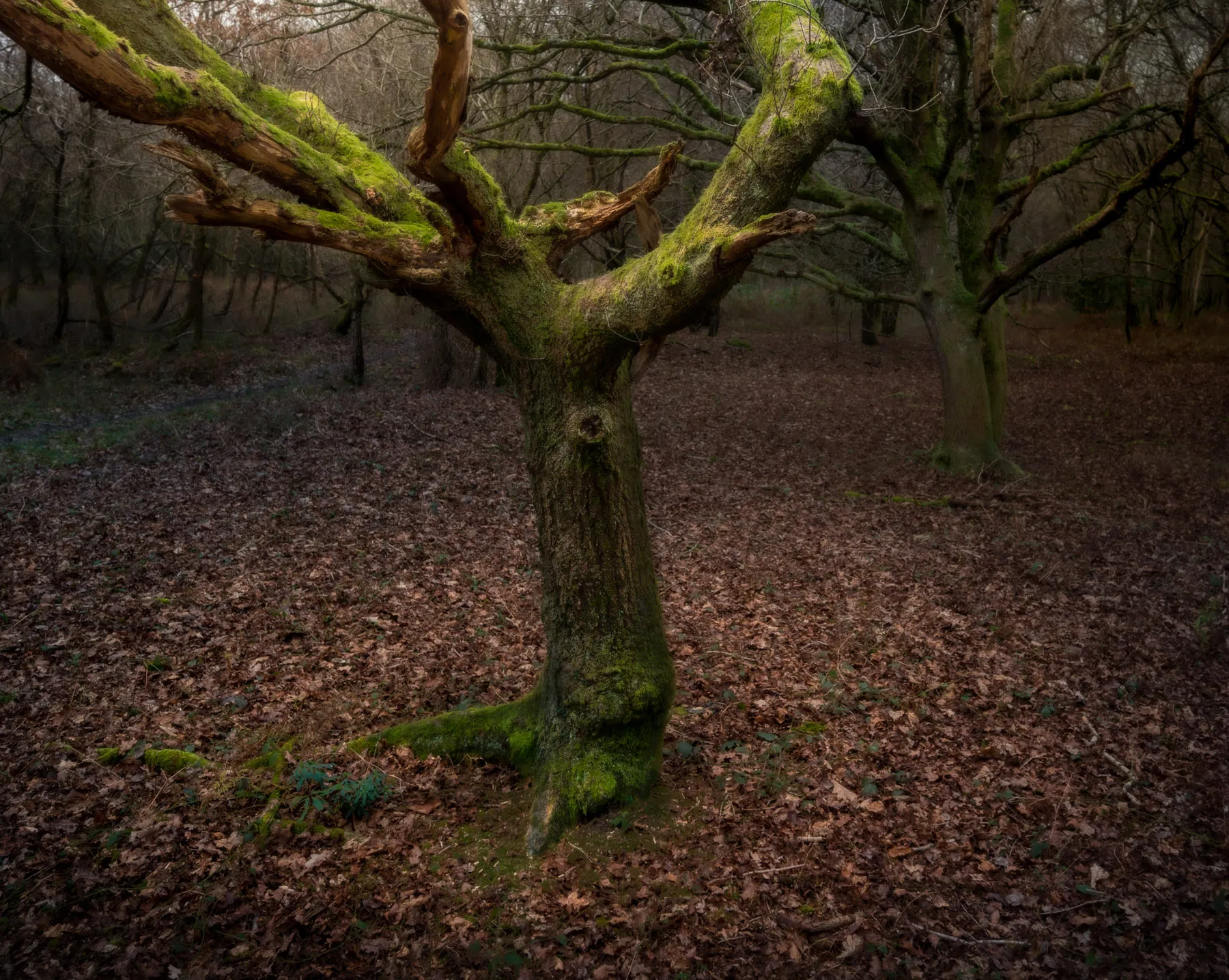 The enchanted forest, mythical woodland gallery photography