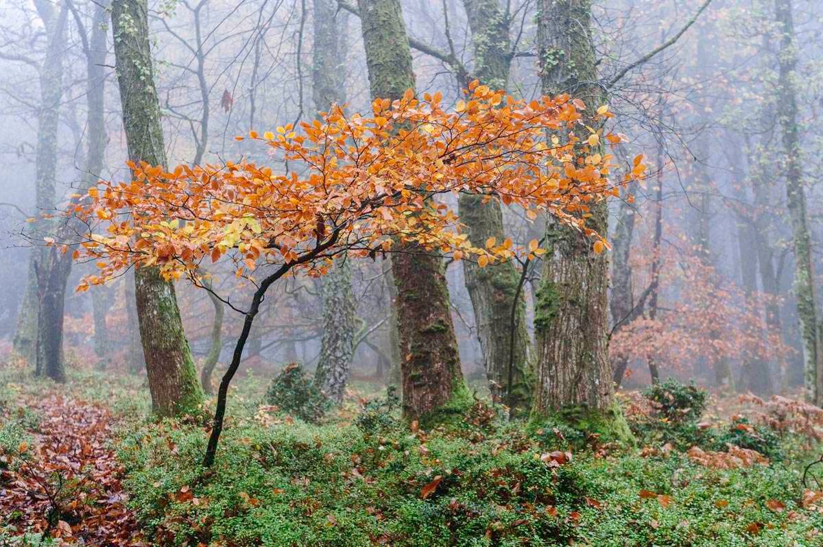 photograph of tree in exmoor national park in front of misty woodland