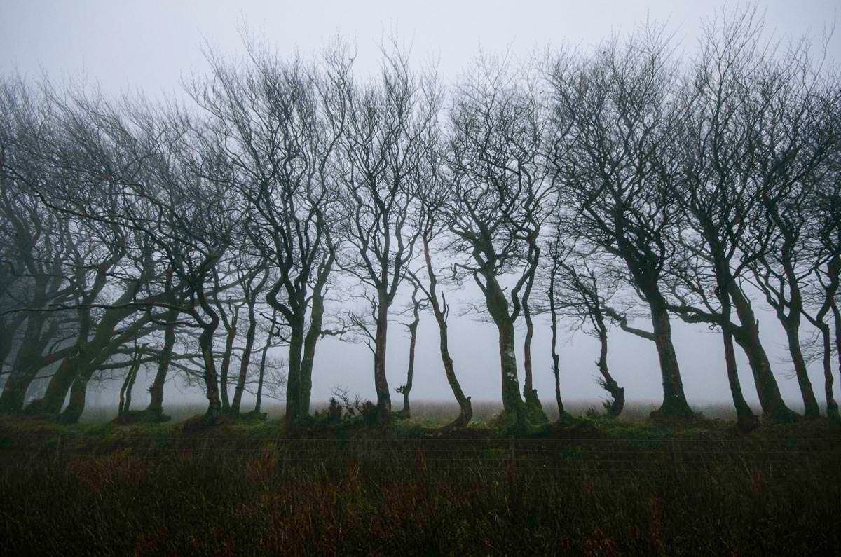 Trees in The Mist and Fog Exmoor