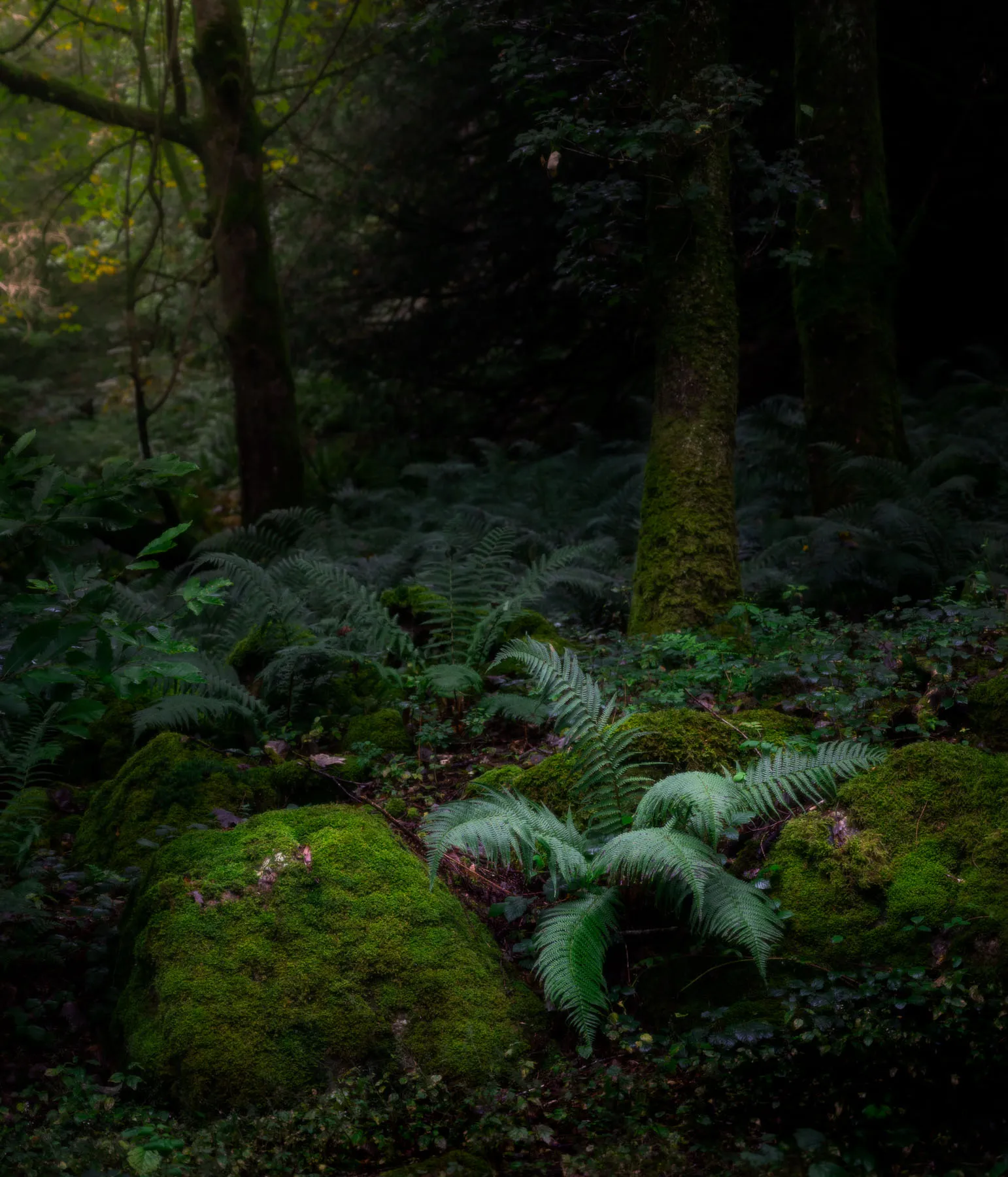 Woodland Photo Windermere