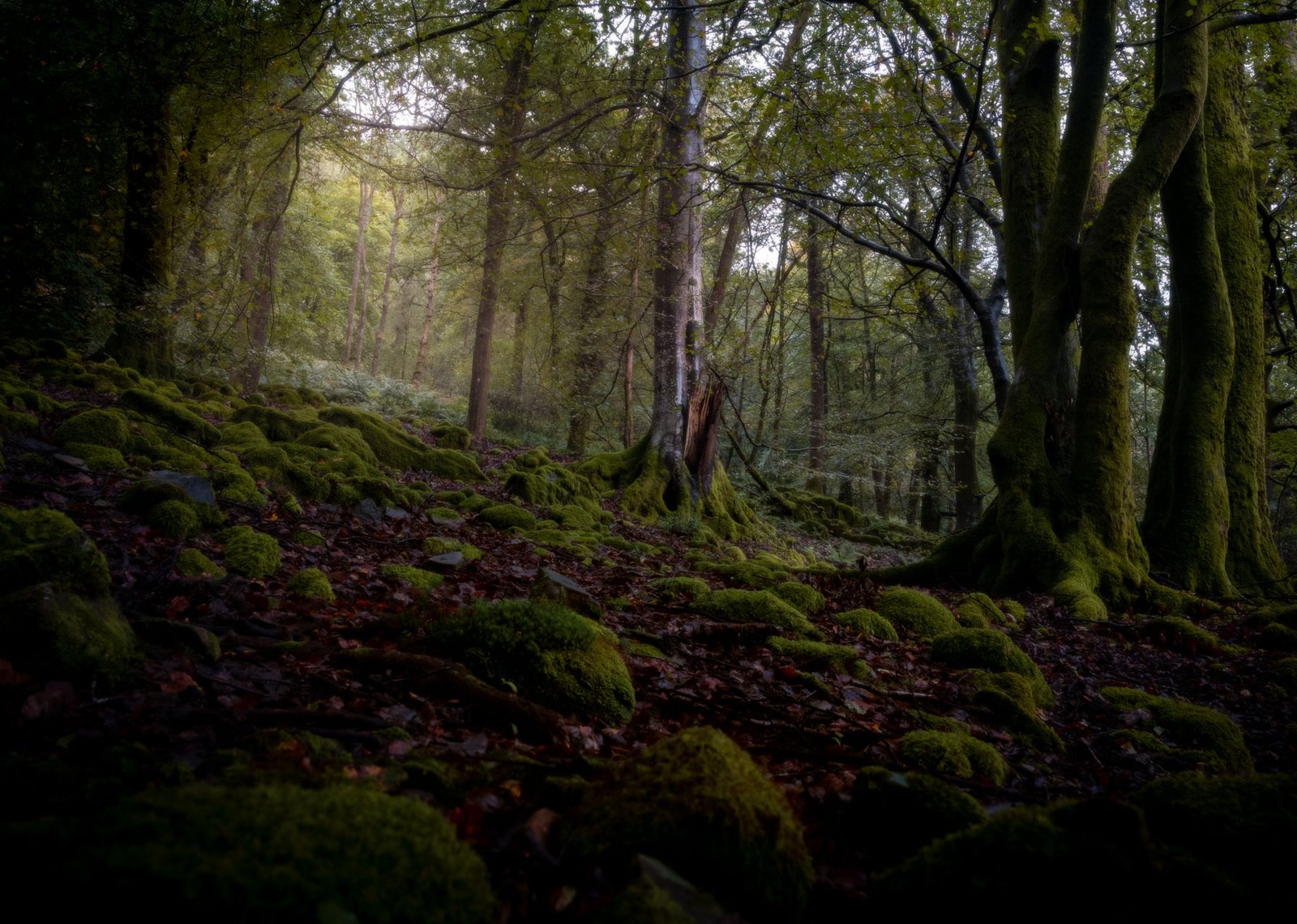 mystical woodland photo windermere