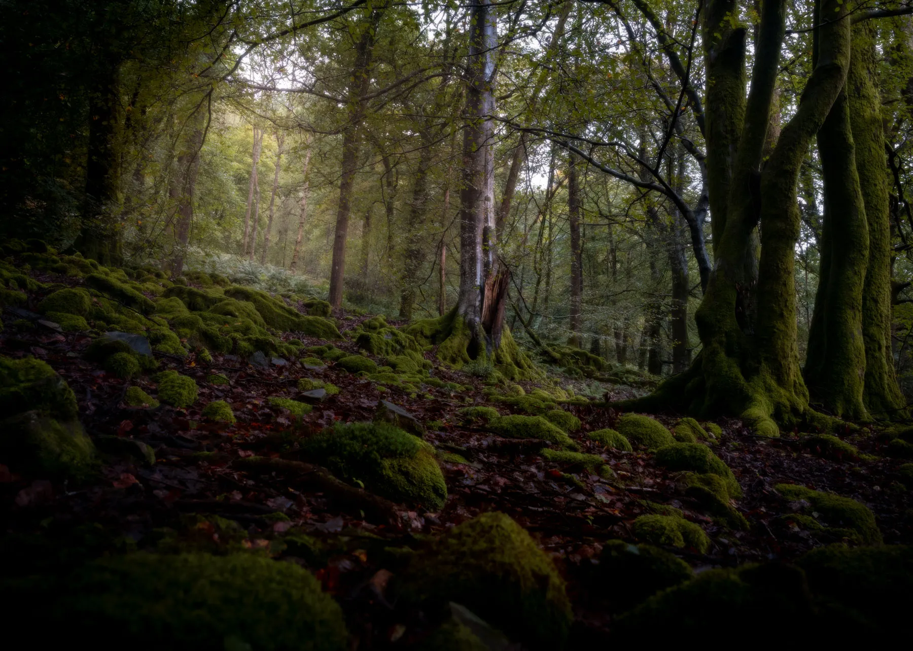 Lake District Lake Windermere Cumbria Woodland Photograph