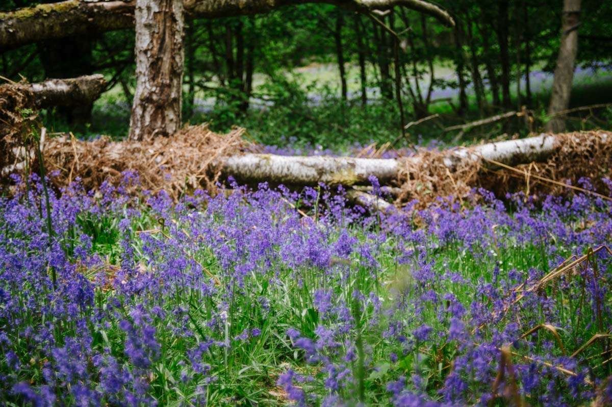 Bluebells in Oxfordshire (near Sonning Common)
