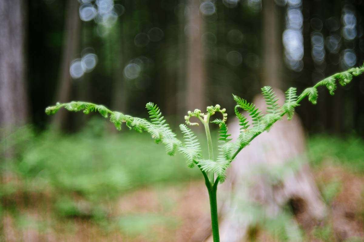 Photograph of young Fern Helios 44-2