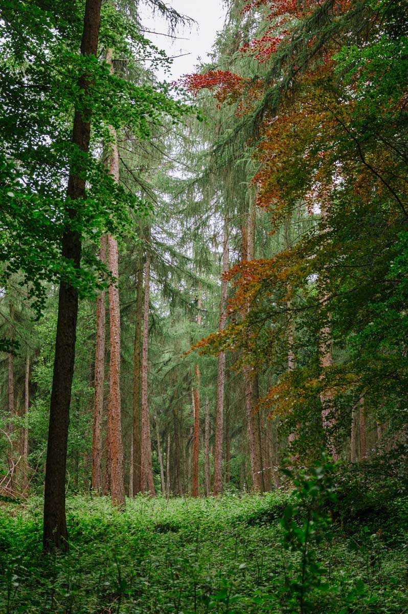 Nettlebed Woodland Oxfordshire