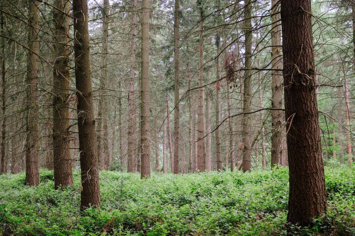 Nettlebed Woodland Oxfordshire
