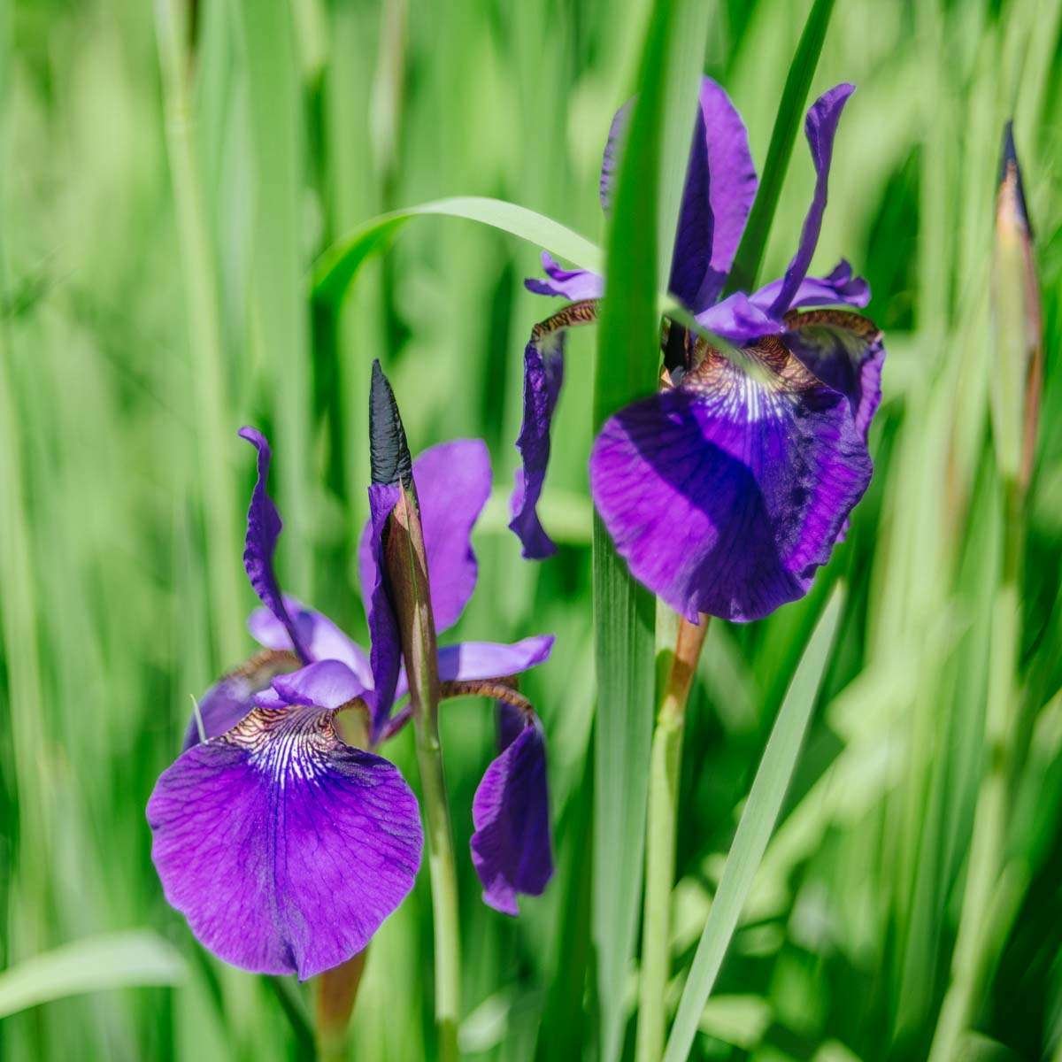 Iris flowers photographed on Helios 44-2