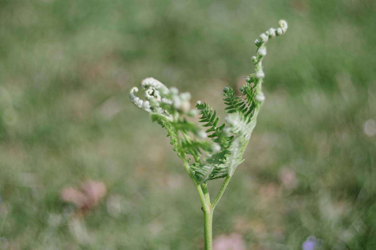 Young Fern