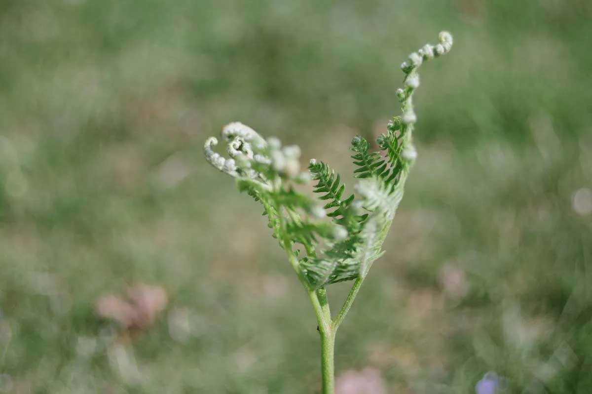 Young Fern