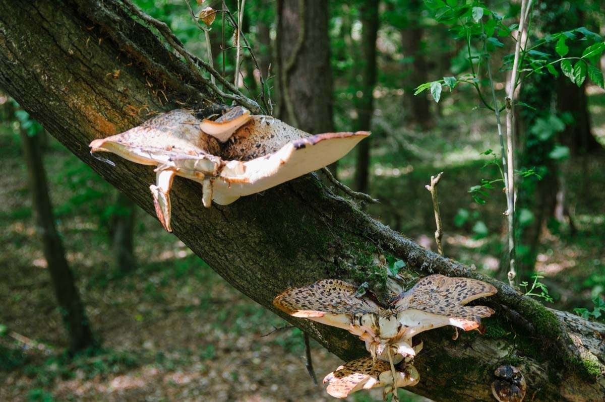 Gian Mushrooms photographed with Helios 44
