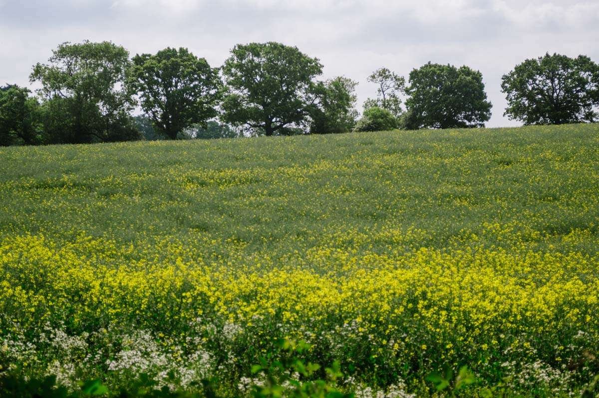 Yellow field photograph Oxfordshire