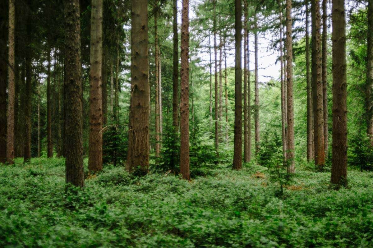 Woodland: Pines growing south Oxon