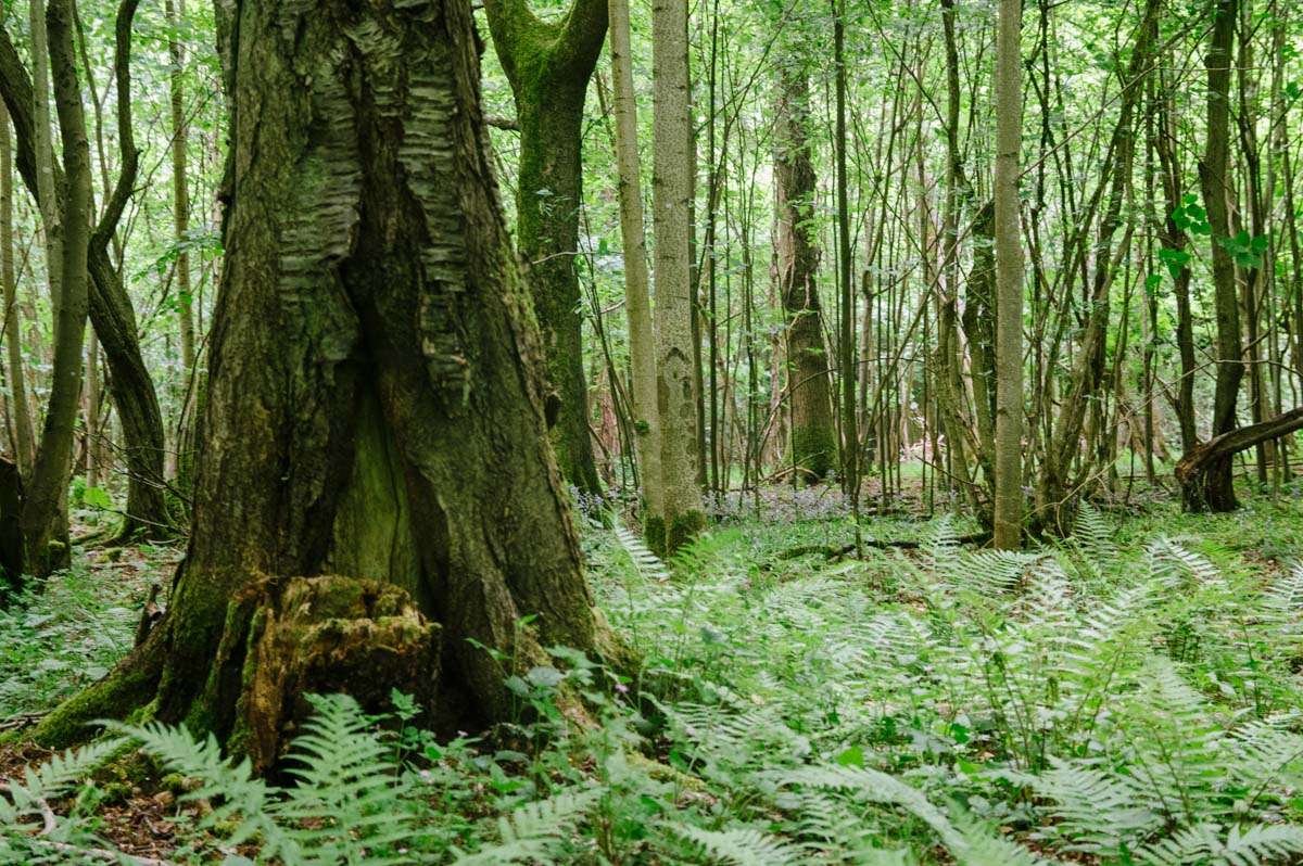 Woodland Scene Oxfordshire
