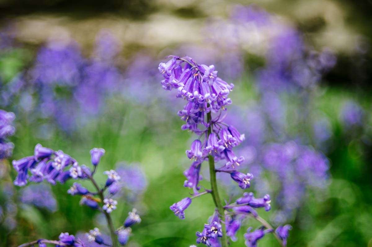 Close up photo of Bluebells