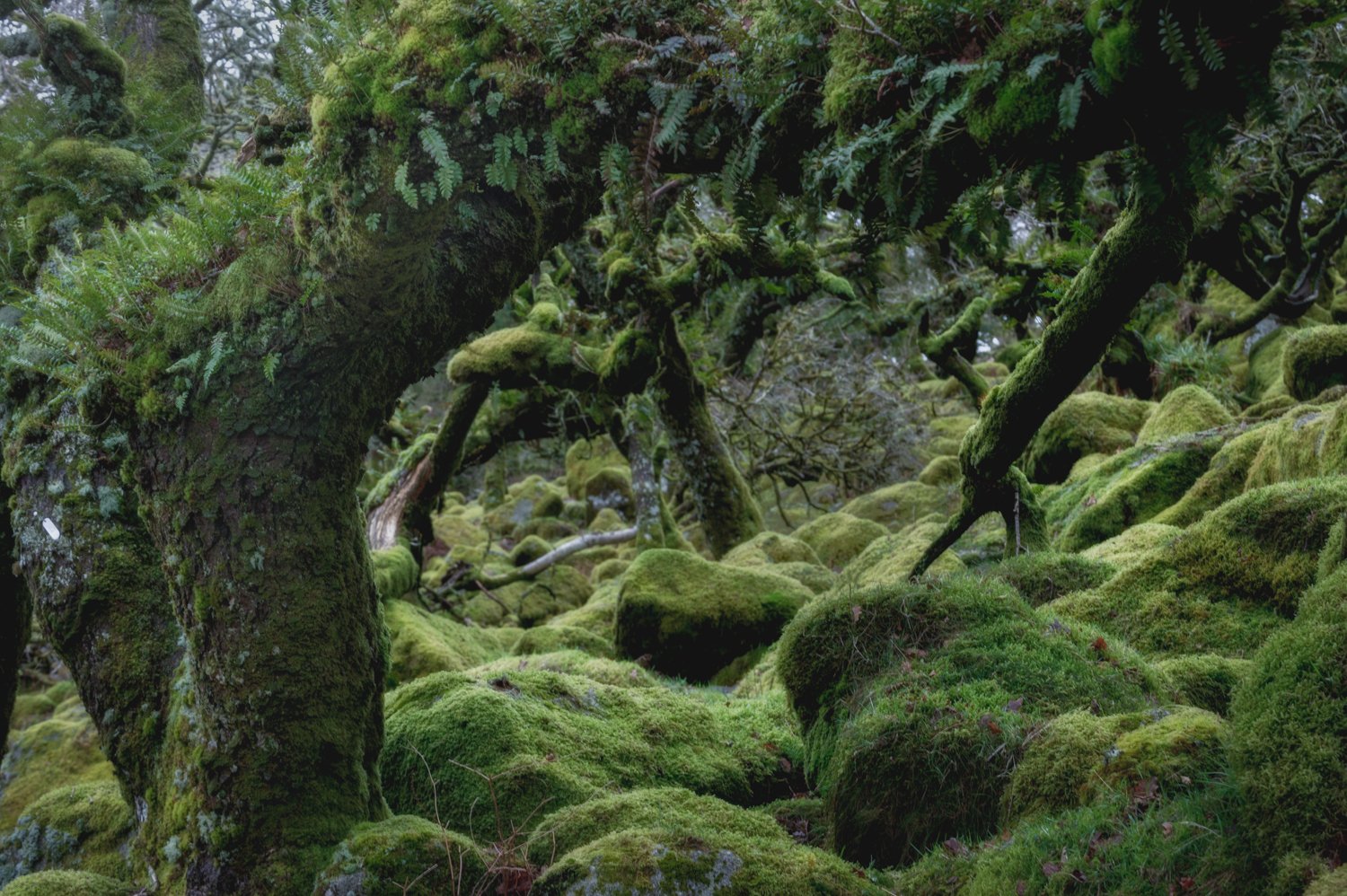 Another photograph from the magical Wistmans Wood