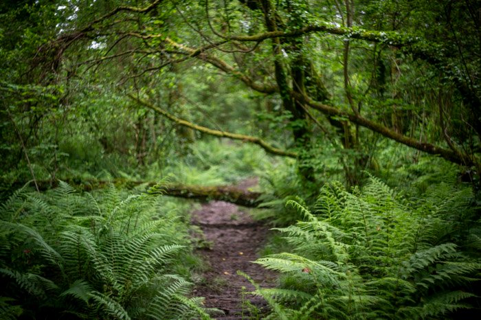 Exploring the Vintage Charm of the Helios 44 – 2 Lens