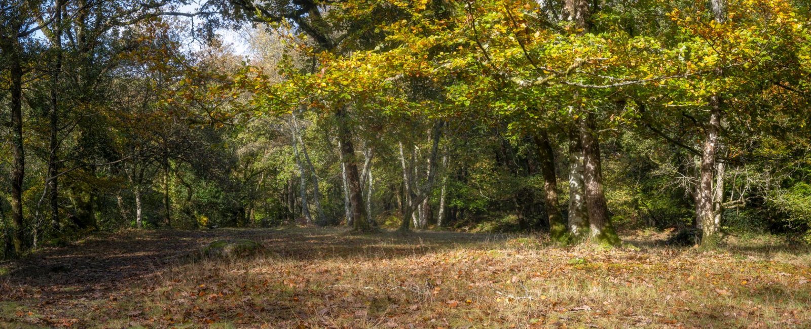 Dartmoor Autumn Photography-1000 3 shot pano of Autumn in Dartmoor