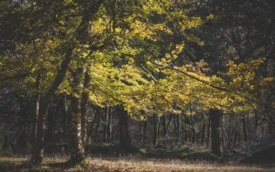 Autumn Photography in Dartmoor: Turning Disappointment into Stunning Shots