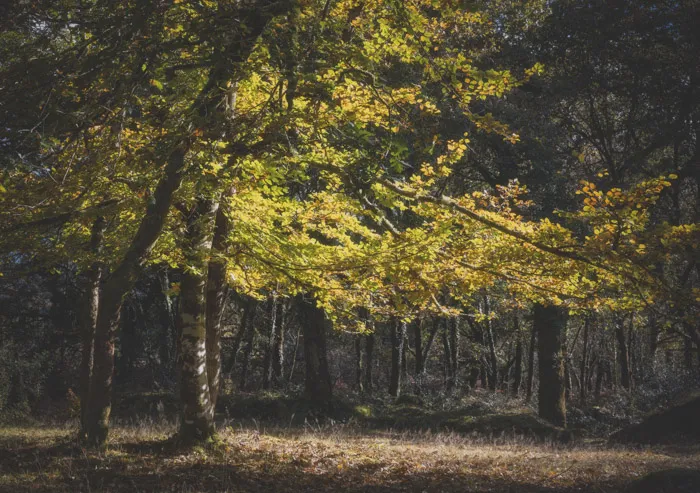 Autumn Colours photography in Dartmoor