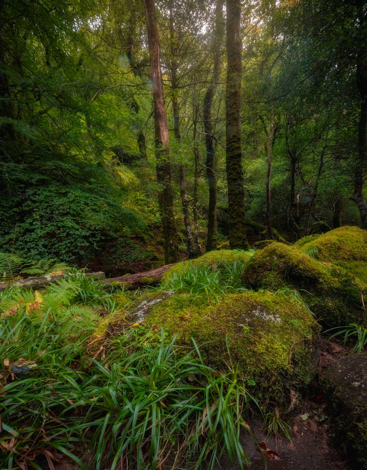 Lush Dartmoor Woodland