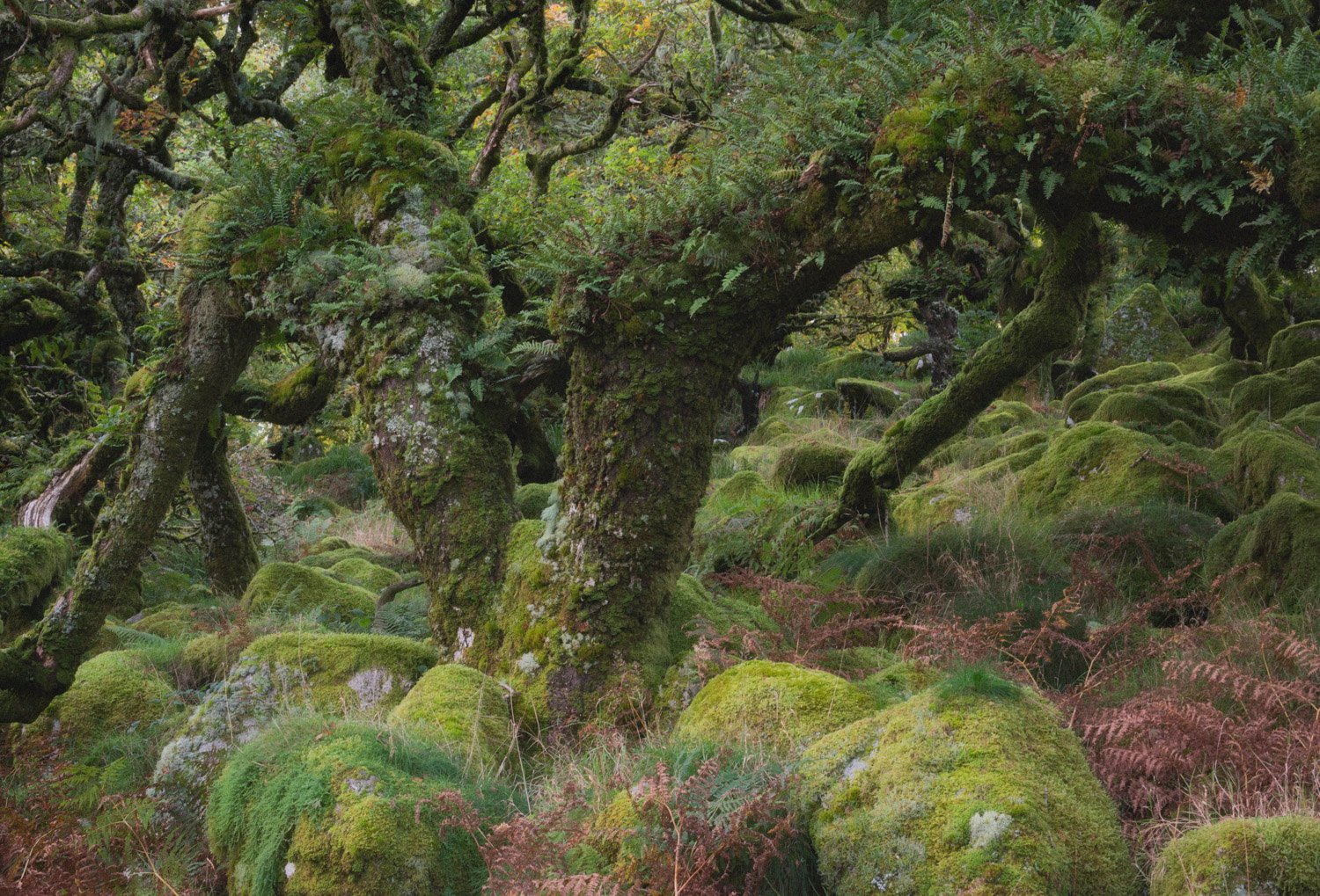 A tree in Wistmans wood