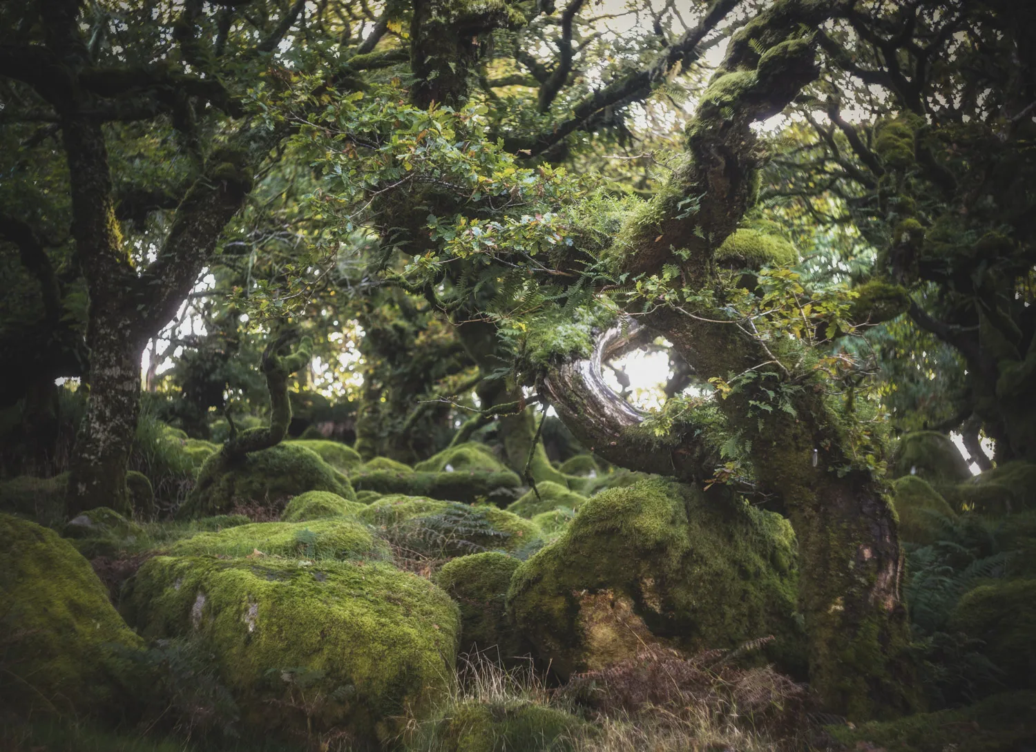 wistman web-1002 Helios 44-2 photograph of a scene in Wistman's Wood
