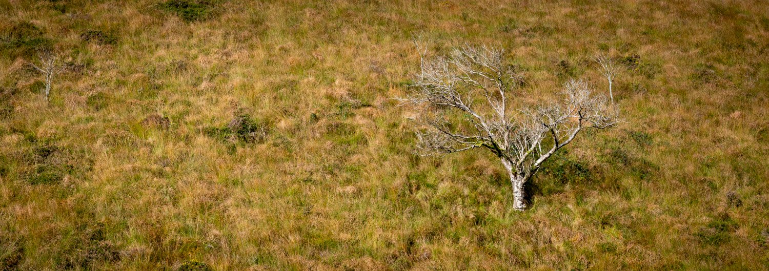A lone tree opposite on the side of a hill